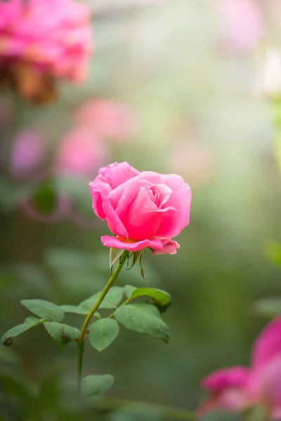 Rosas en el jardín —  Fotos de Stock