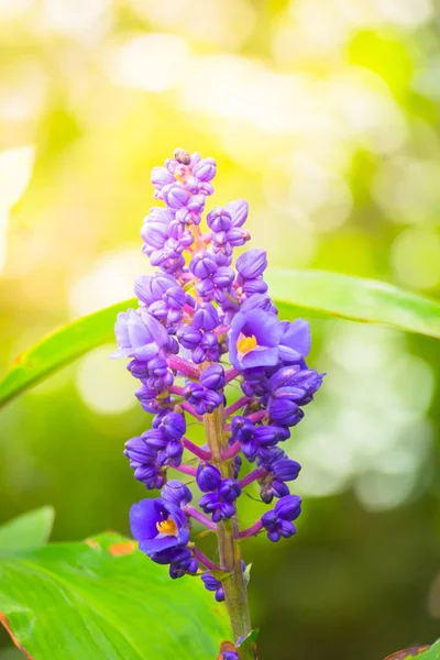 Renkli çiçeklerin arkaplan resmi