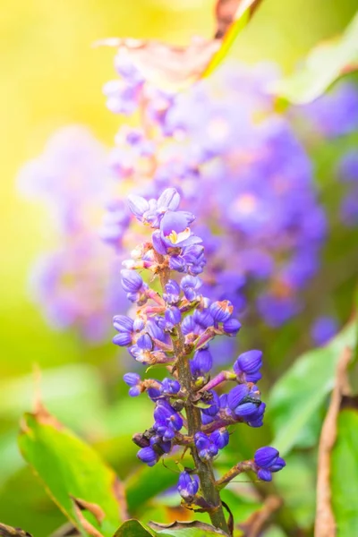 Renkli çiçeklerin arkaplan resmi