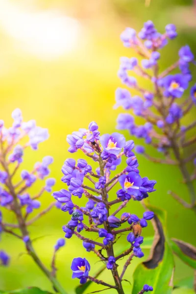 Renkli çiçeklerin arkaplan resmi