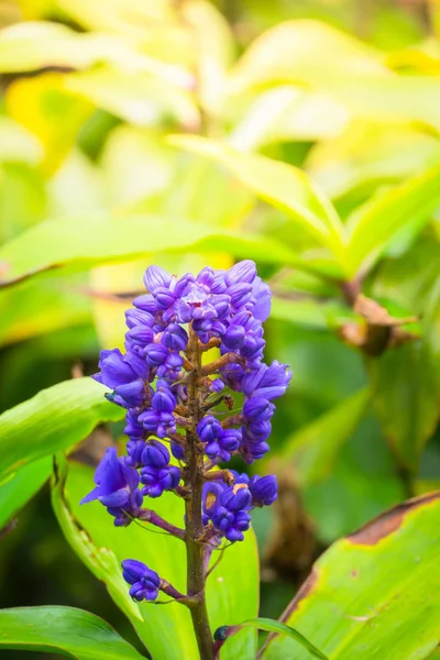 Renkli çiçeklerin arkaplan resmi