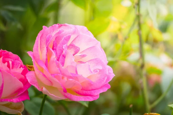 stock image Roses in the garden 