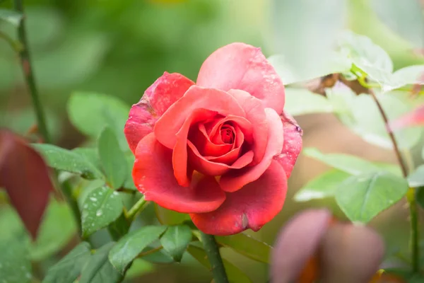 Rosas en el jardín — Foto de Stock