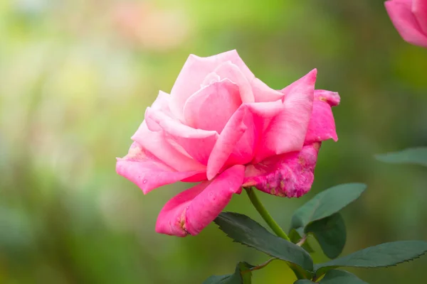 Rozen in de tuin — Stockfoto