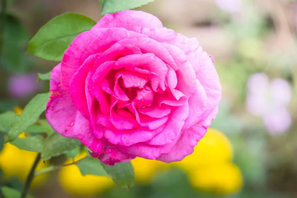 Rosas en el jardín — Foto de Stock