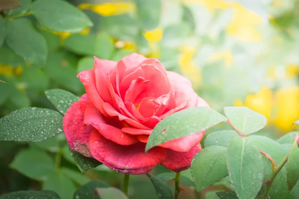 Rosas en el jardín — Foto de Stock