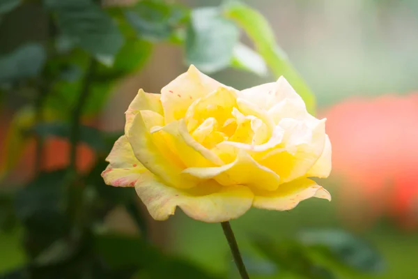 Rosas en el jardín — Foto de Stock