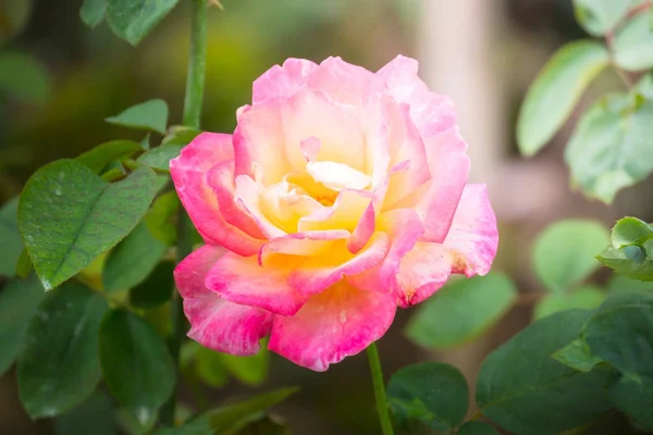 Rosen im Garten — Stockfoto