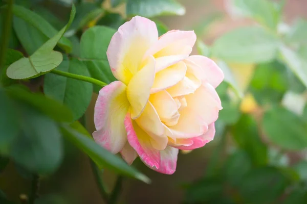 Roses in the garden — Stock Photo, Image