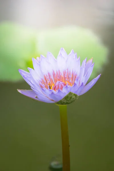 Цветы лотоса цветут на пруду летом — стоковое фото