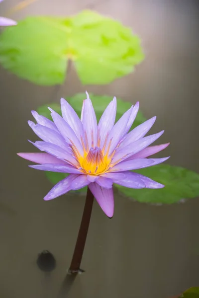 Fiori di loto che fioriscono sullo stagno in estate — Foto Stock