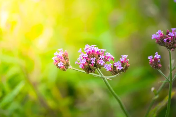 Flores de loto floreciendo en el estanque en verano — Foto de Stock