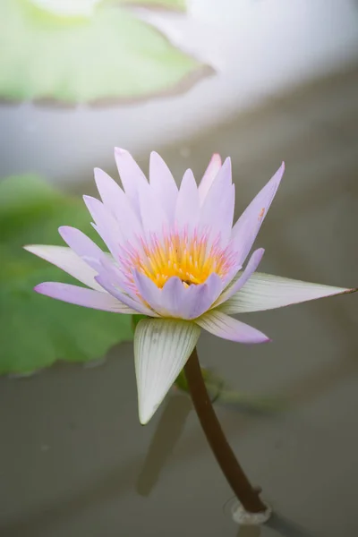 夏には池に蓮の花が咲く。 — ストック写真