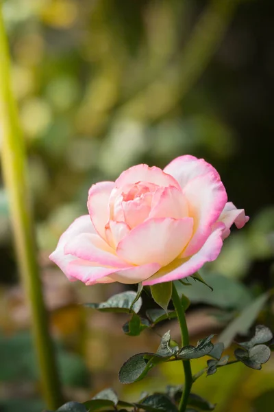 Rosas en el jardín — Foto de Stock