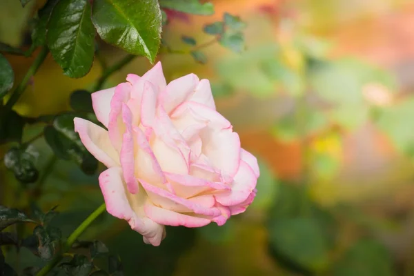 Roses in the garden — Stock Photo, Image