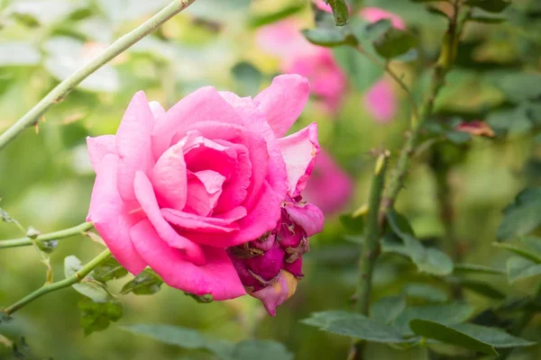 Roses dans le jardin — Photo