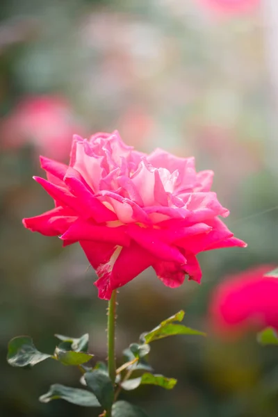 Rosas en el jardín — Foto de Stock