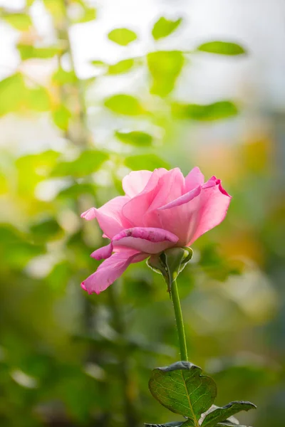 Rosas no jardim — Fotografia de Stock