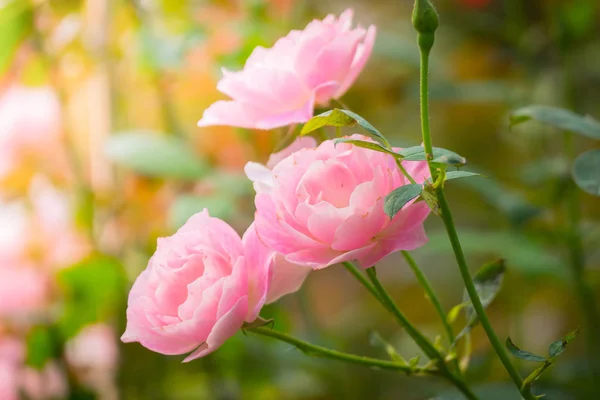 Roses in the garden — Stock Photo, Image