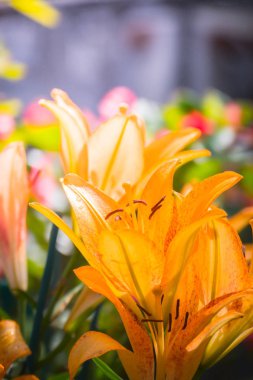 Renkli çiçeklerin arkaplan resmi