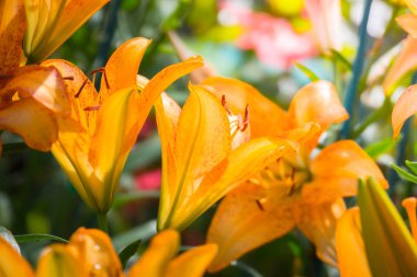 Renkli çiçeklerin arkaplan resmi