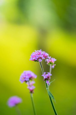 Renkli çiçeklerin arkaplan resmi