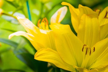 Renkli çiçeklerin arkaplan resmi