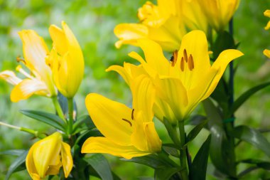 Renkli çiçeklerin arkaplan resmi