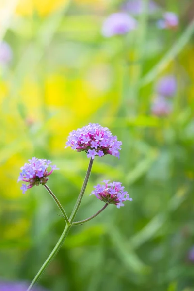 La imagen de fondo de las flores de colores — Foto de Stock