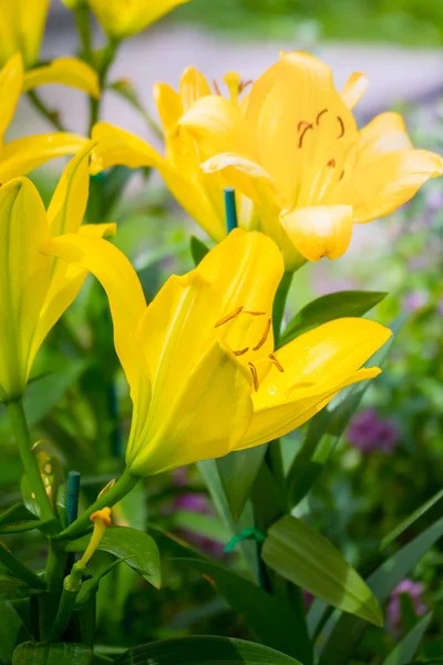 L'image de fond des fleurs colorées — Photo