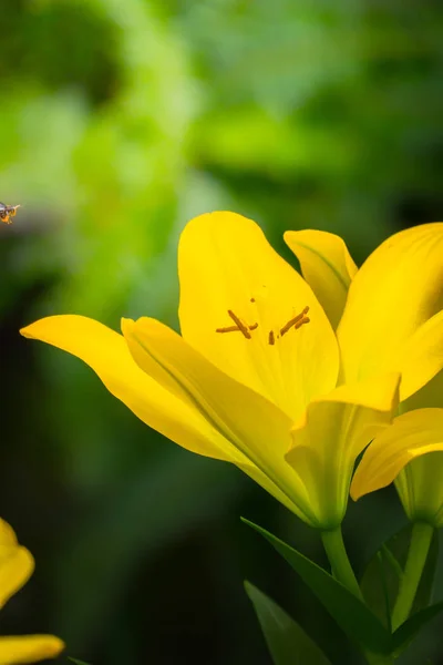 Bakgrundsbilden av de färgglada blommor — Stockfoto