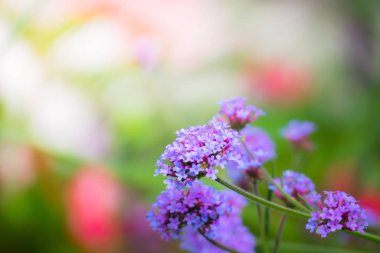 Renkli çiçeklerin arkaplan resmi