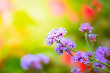 Renkli çiçeklerin arkaplan resmi