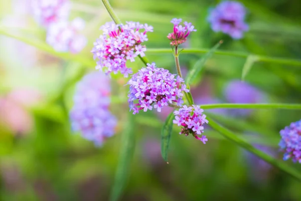 La imagen de fondo de las flores de colores — Foto de Stock