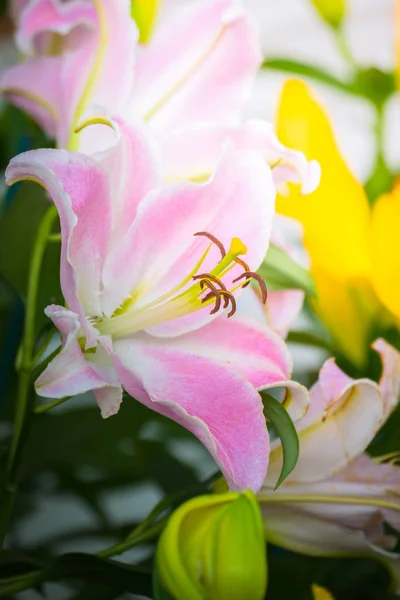 Зображення тла барвистих квітів — стокове фото