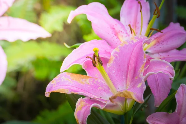 La imagen de fondo de las flores de colores — Foto de Stock