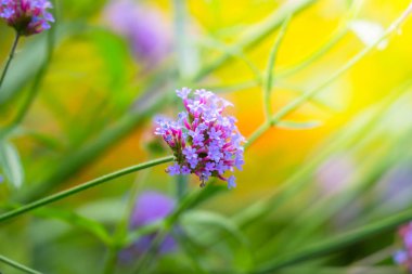 Renkli çiçeklerin arkaplan resmi
