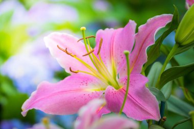 Renkli çiçeklerin arkaplan resmi