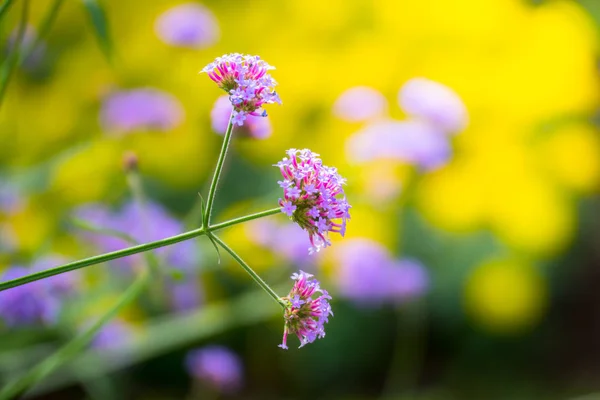 La imagen de fondo de las flores de colores — Foto de Stock