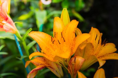 Renkli çiçeklerin arkaplan resmi