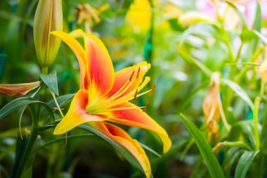 Renkli çiçeklerin arkaplan resmi