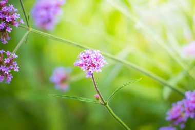 Renkli çiçeklerin arkaplan resmi