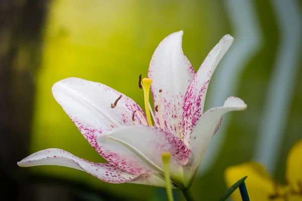 L'image de fond des fleurs colorées — Photo