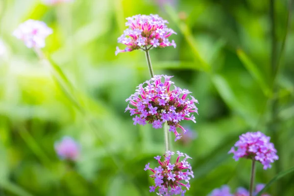 La imagen de fondo de las flores de colores — Foto de Stock