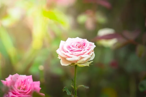 Rosas en el jardín — Foto de Stock