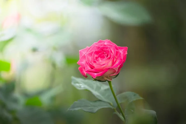 Rose in giardino — Foto Stock