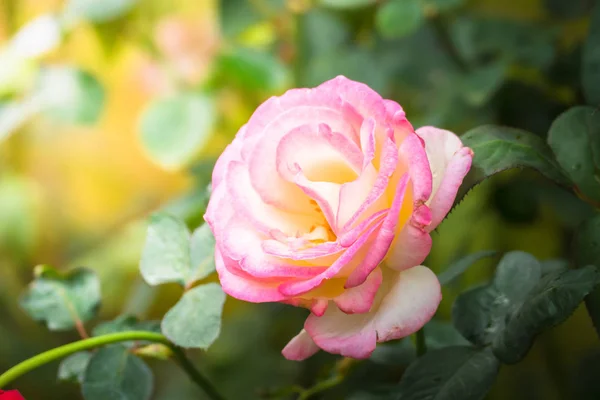 Rosas en el jardín — Foto de Stock