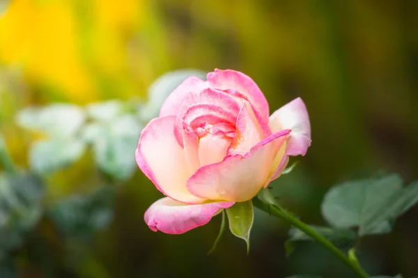 Rosas no jardim — Fotografia de Stock