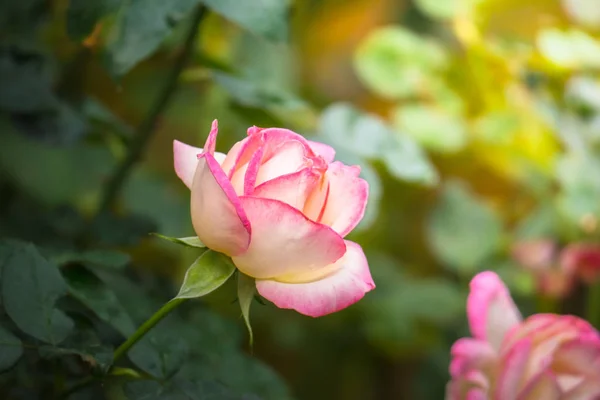 Rosas no jardim — Fotografia de Stock