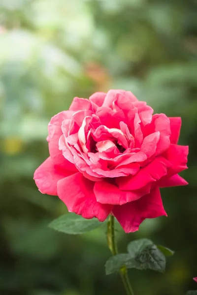 Rosas en el jardín — Foto de Stock